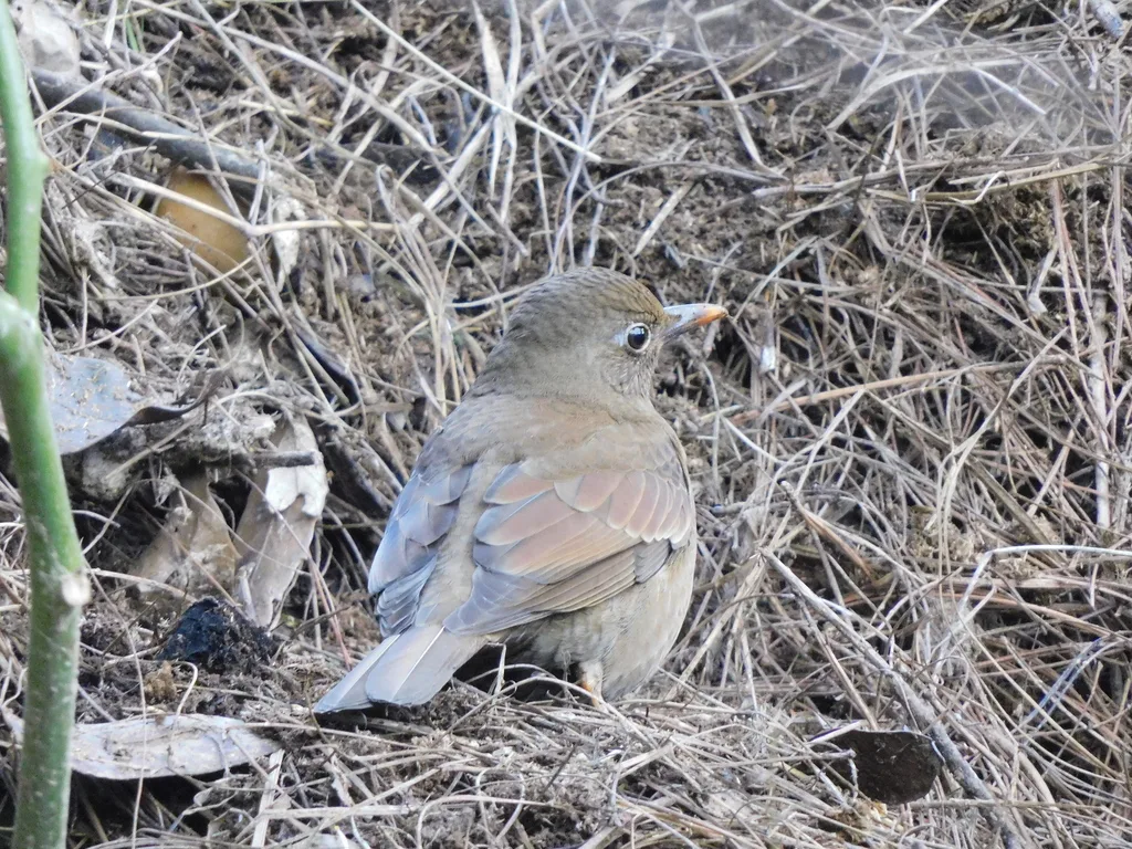灰翅鸫(Turdus boulboul)