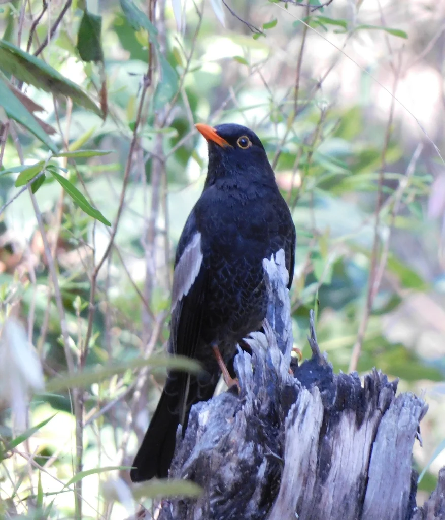 灰翅鸫(Turdus boulboul)