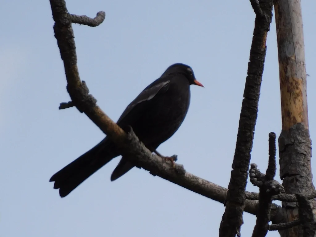 灰翅鸫(Turdus boulboul)