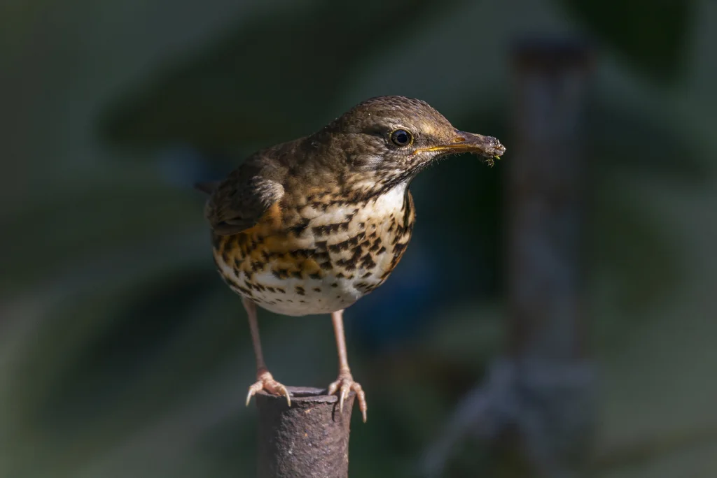 乌灰鸫（Turdus cardis）