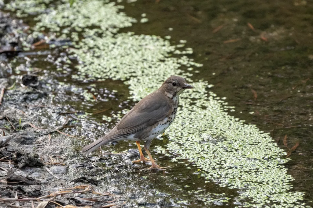 乌灰鸫（Turdus cardis）