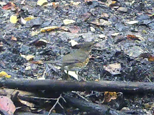 乌灰鸫（Turdus cardis）