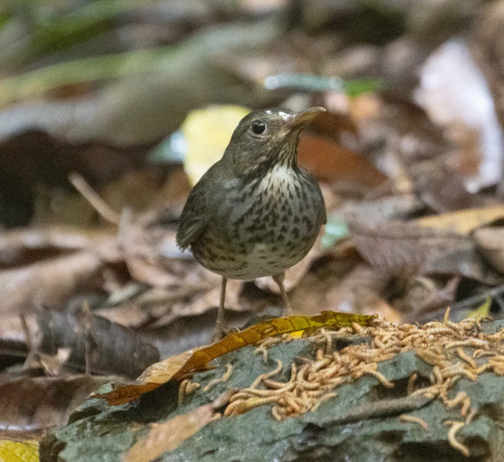 乌灰鸫（Turdus cardis）