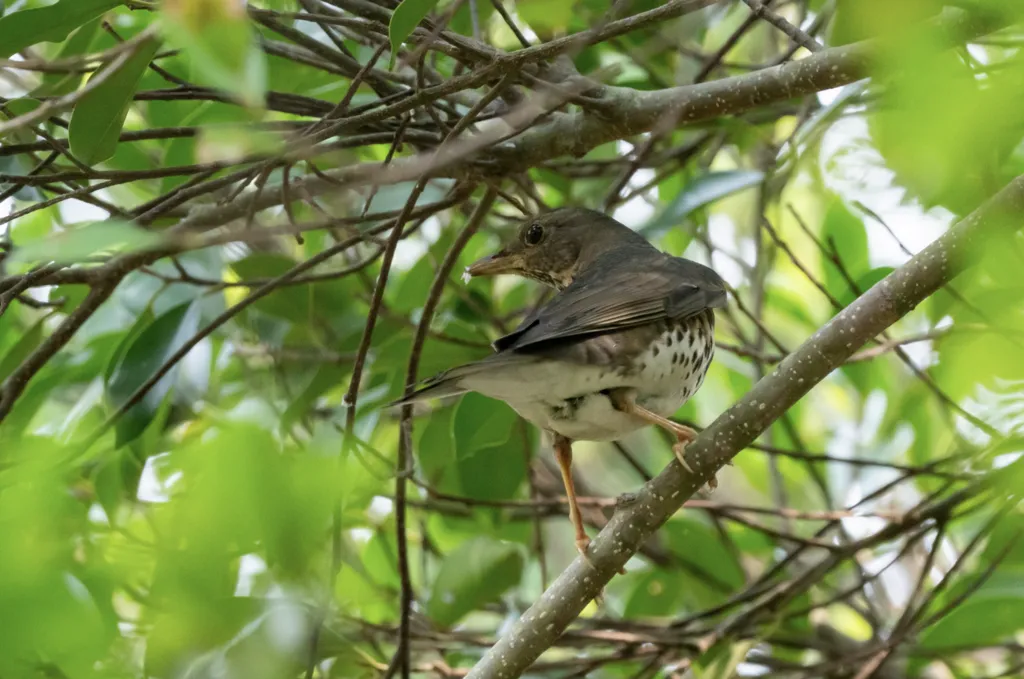 乌灰鸫（Turdus cardis）