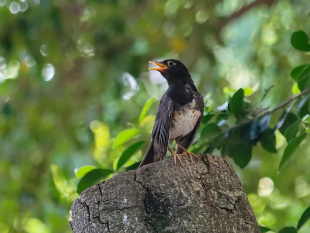 乌灰鸫(Turdus cardis)