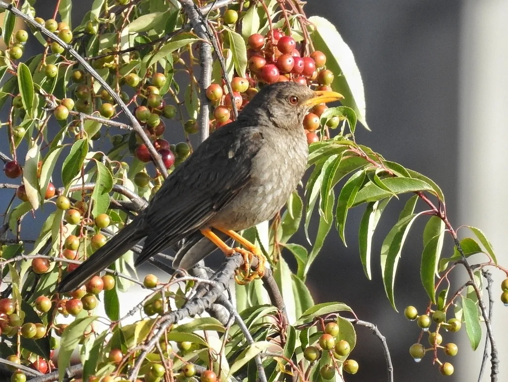 秘鲁鸫(Turdus chiguanco)