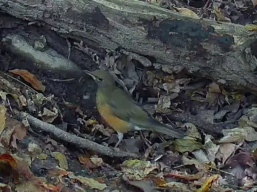 赤胸鸫(Turdus chrysolaus)