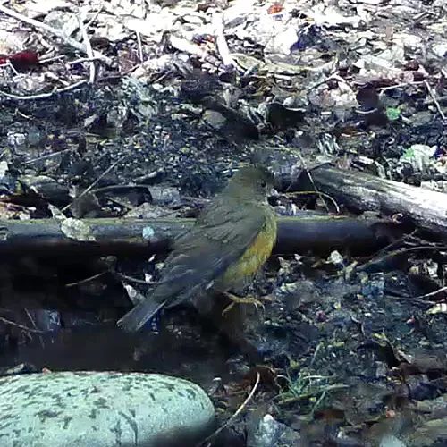 赤胸鸫(Turdus chrysolaus)