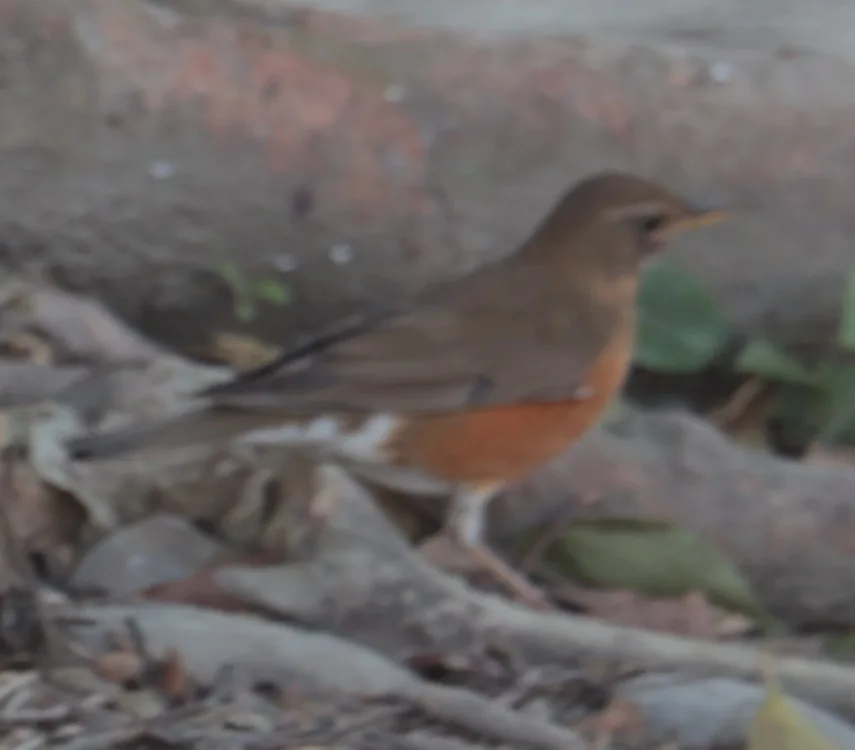 赤胸鸫(Turdus chrysolaus)