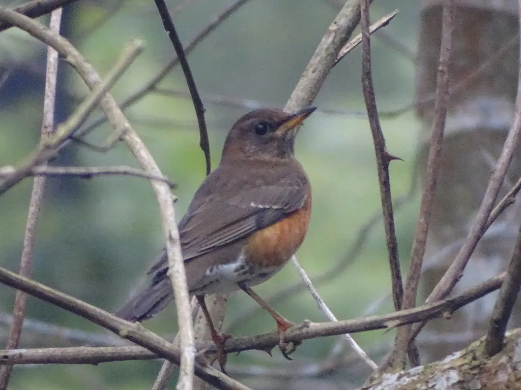 赤胸鸫(Turdus chrysolaus)