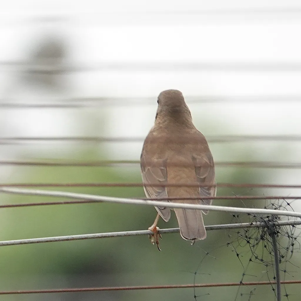 赤胸鸫(Turdus chrysolaus)