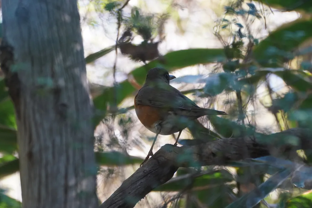 赤胸鸫(Turdus chrysolaus)