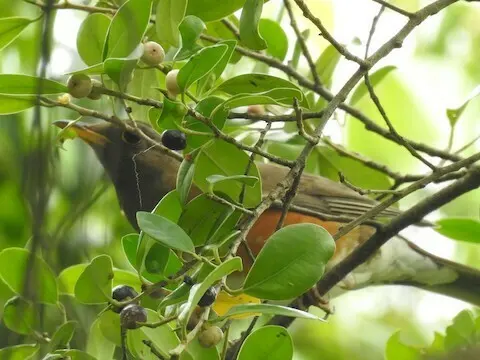 赤胸鸫(Turdus chrysolaus)