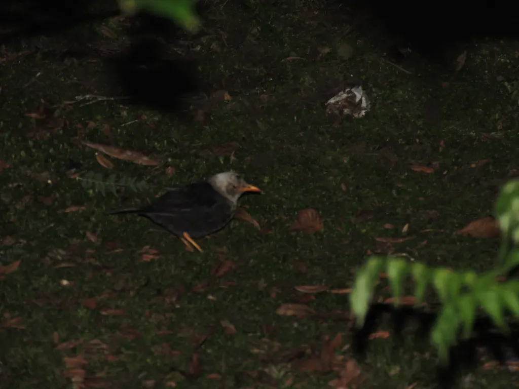 摩鹿加岛鸫(Turdus deningeri)