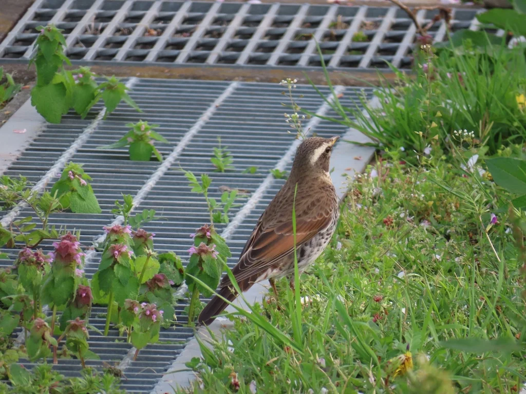 斑鸫(Turdus eunomus)