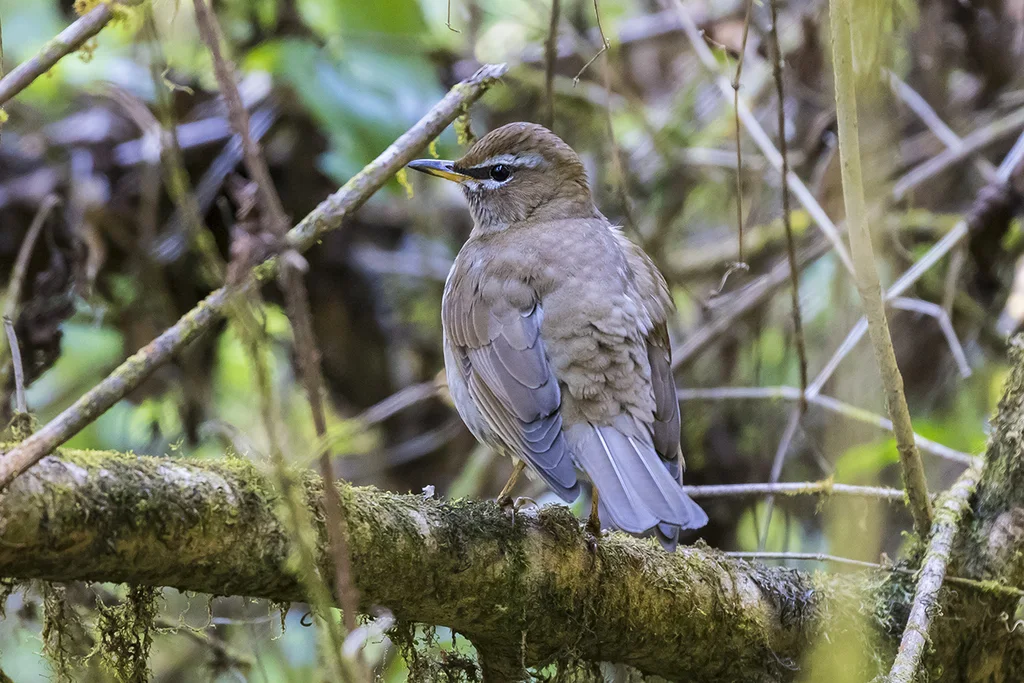 褐头鸫（Turdus feae）