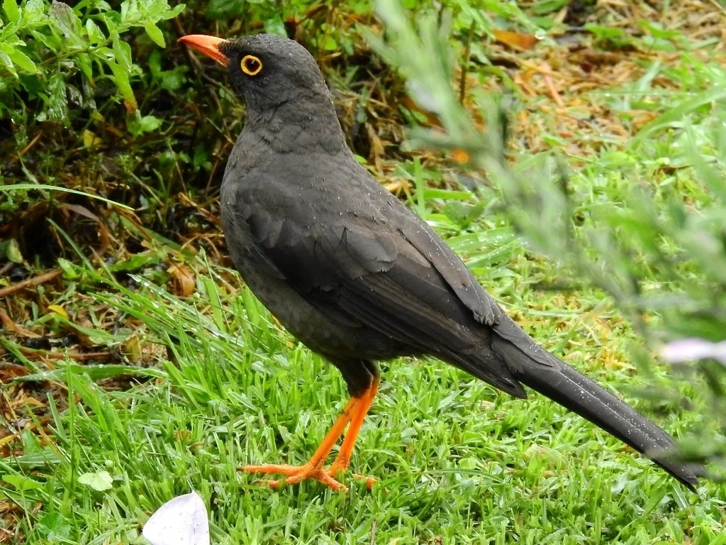 大棕鸫(Turdus fuscater)