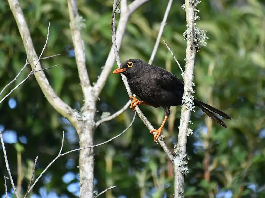 大棕鸫(Turdus fuscater)
