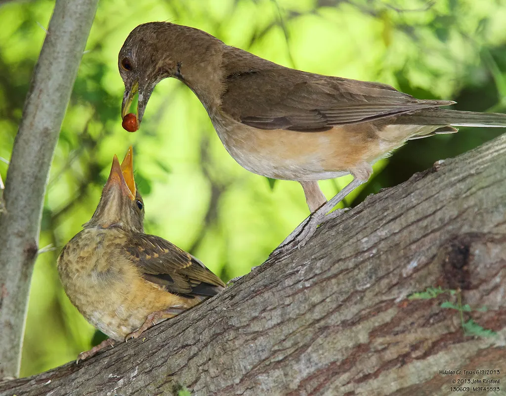 褐背鸫(Turdus grayi)