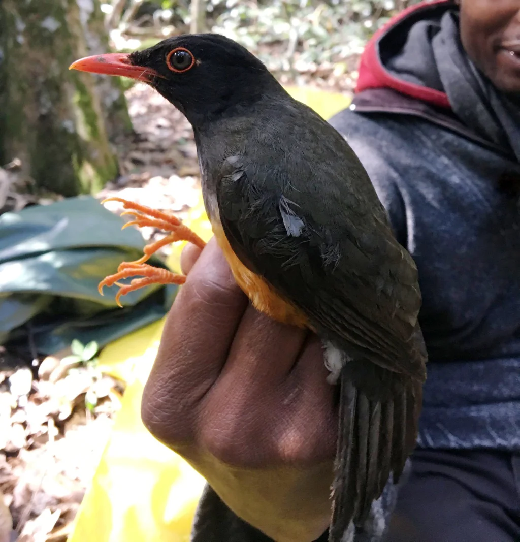 肯尼亚鸫(Turdus helleri)