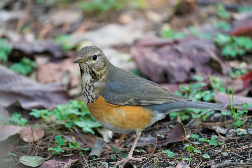 灰背鸫（Turdus hortulorum）