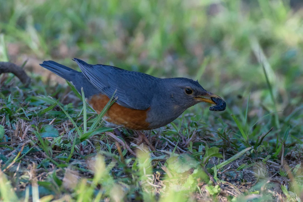 灰背鸫（Turdus hortulorum）
