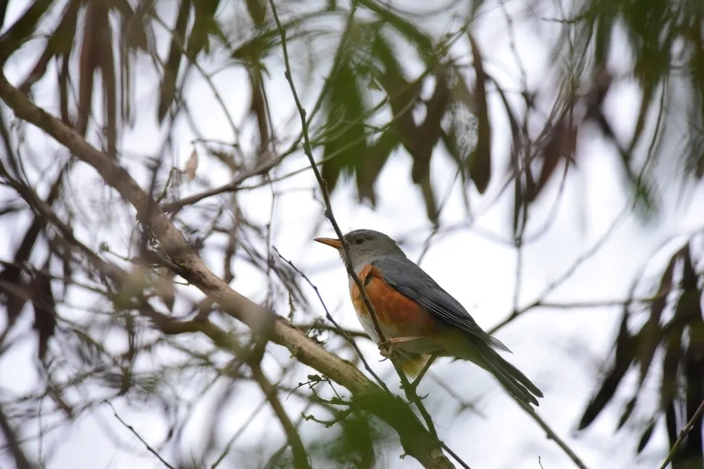 灰背鸫（Turdus hortulorum）