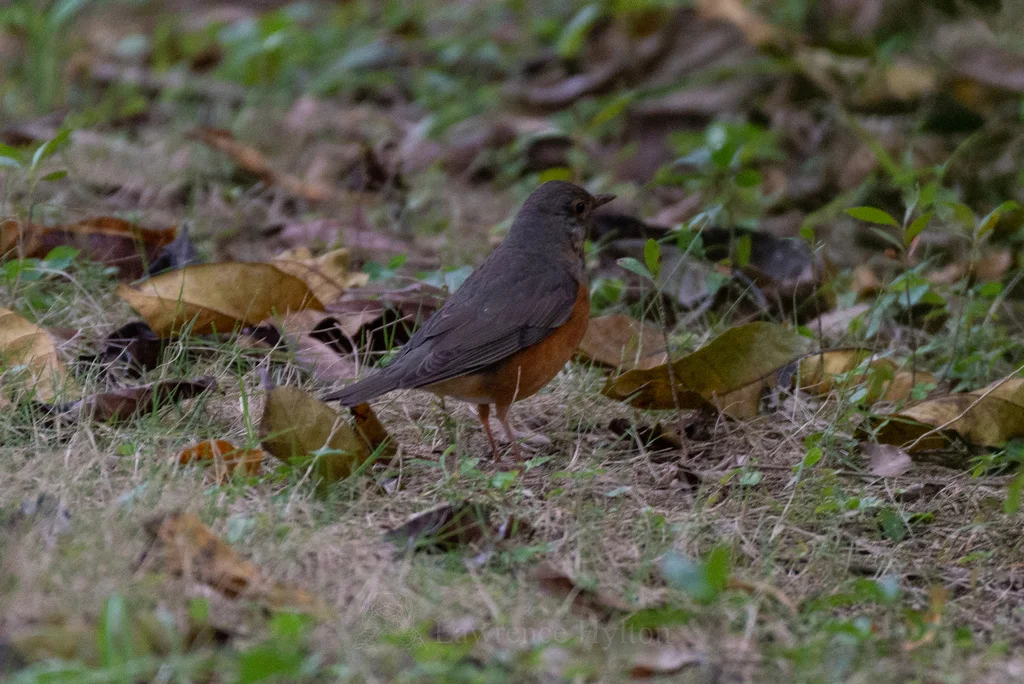 灰背鸫（Turdus hortulorum）