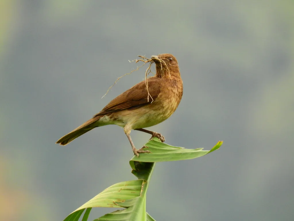 黑嘴鸫(Turdus ignobilis)