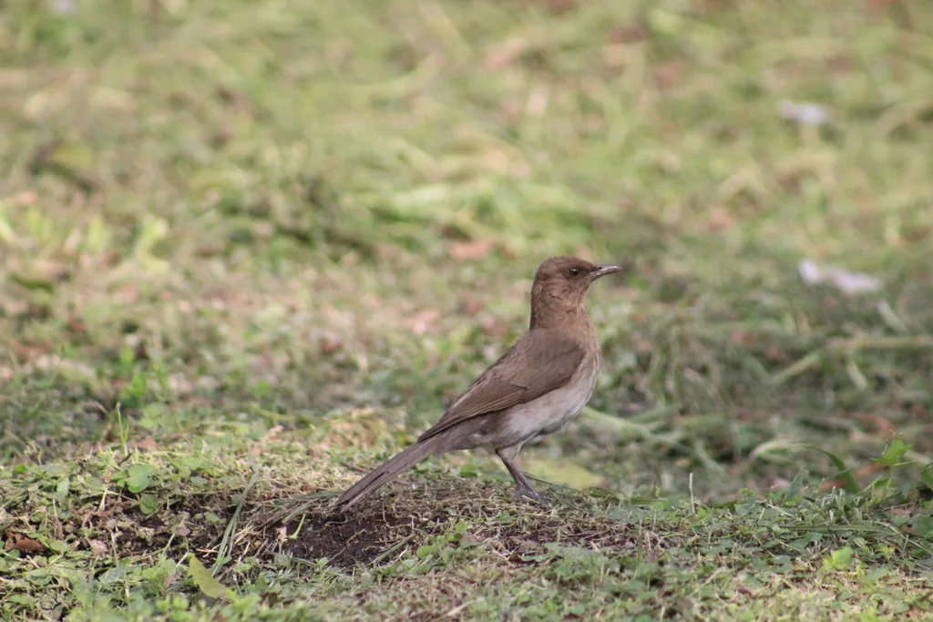 黑嘴鸫(Turdus ignobilis)
