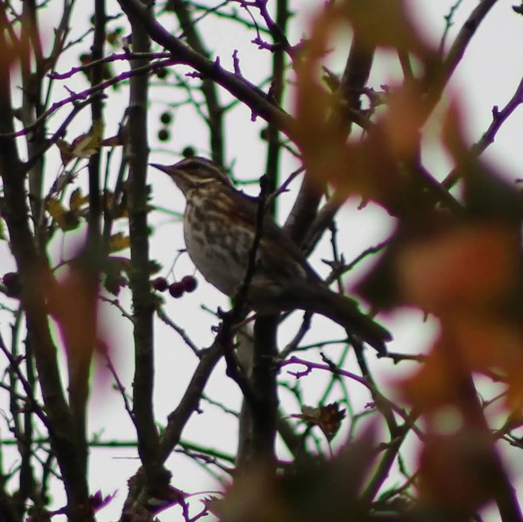 白眉歌鸫（Turdus iliacus）