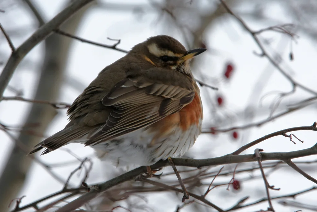 白眉歌鸫（Turdus iliacus）