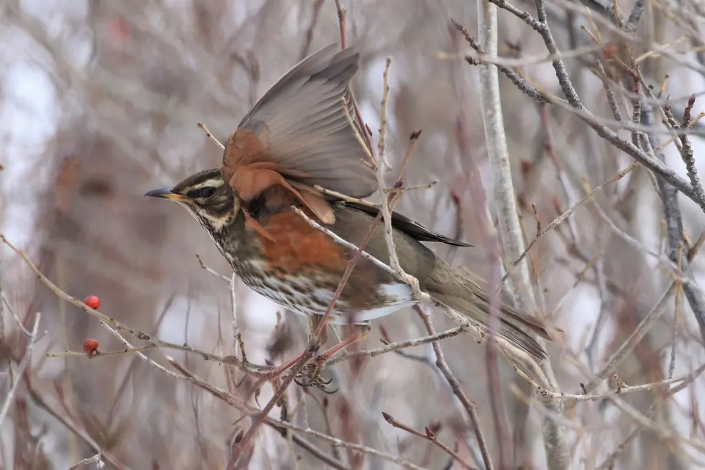 白眉歌鸫（Turdus iliacus）