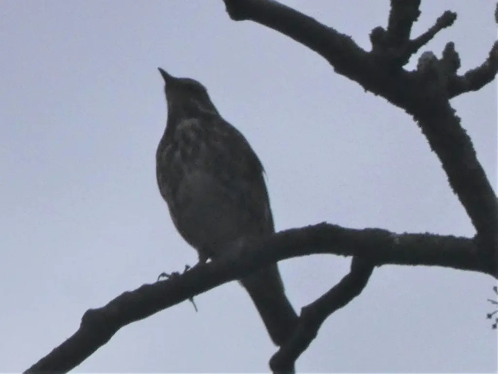 白眉歌鸫（Turdus iliacus）