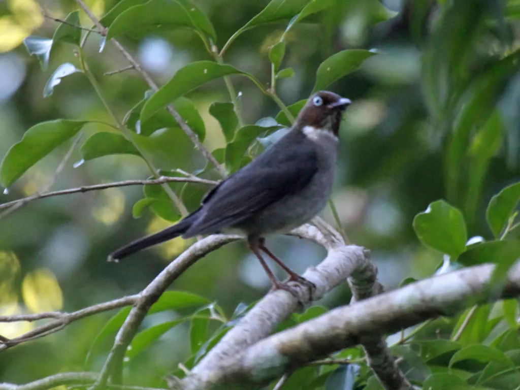 白眼鸫（Turdus jamaicensis）