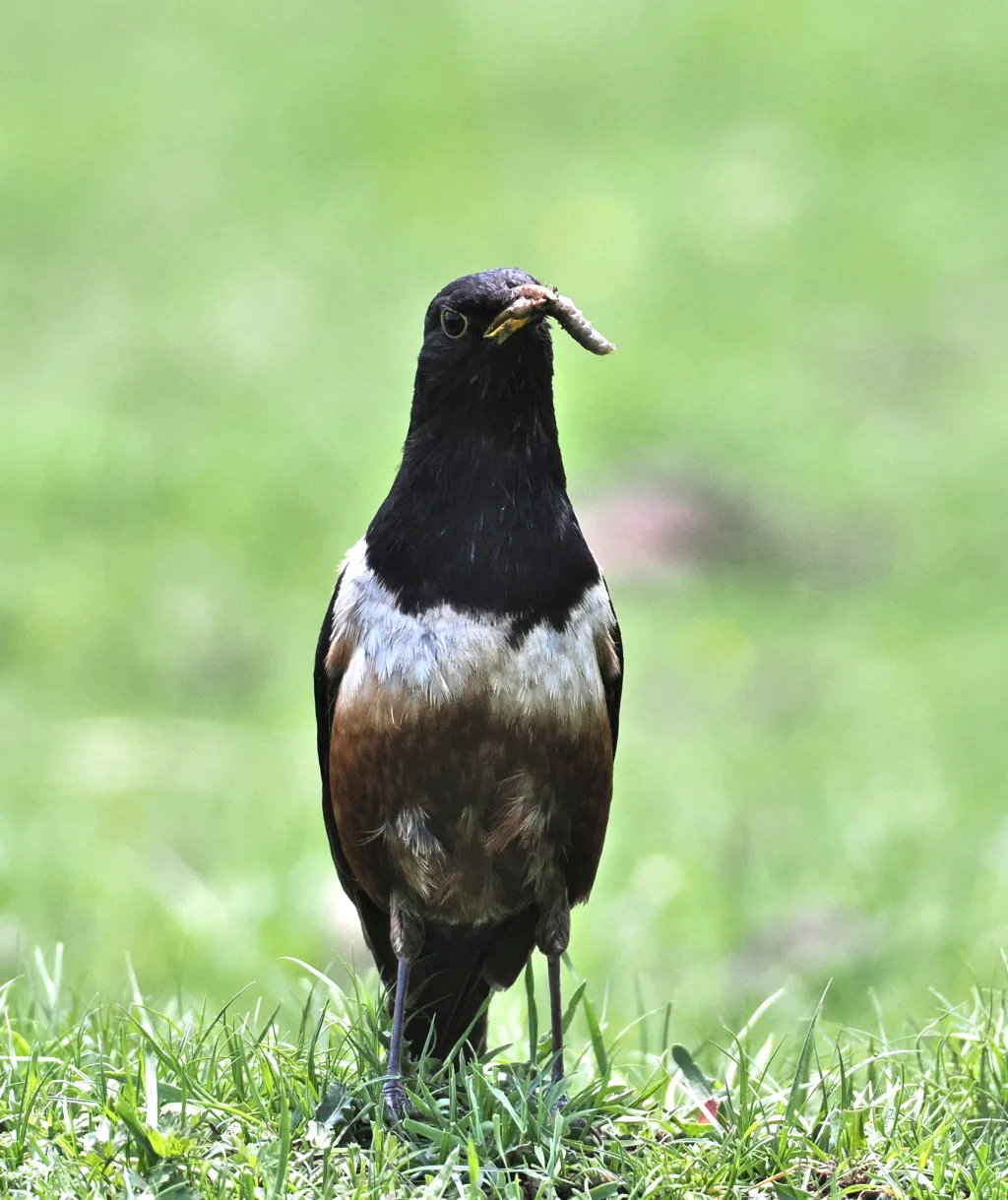 棕背黑头鸫（Turdus kessleri）