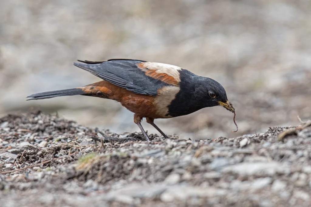 棕背黑头鸫（Turdus kessleri）