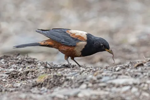 棕背黑头鸫