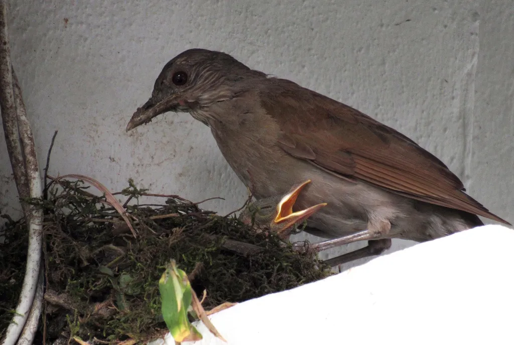 淡胸鸫(Turdus leucomelas)