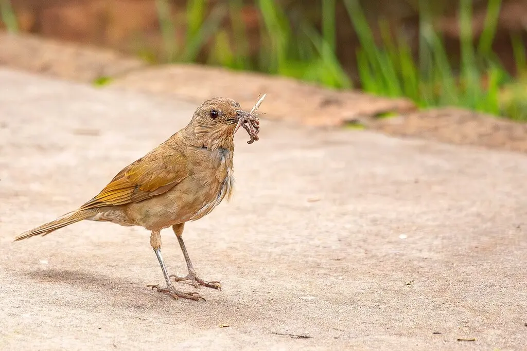 淡胸鸫(Turdus leucomelas)