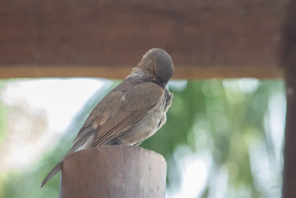 淡胸鸫(Turdus leucomelas)
