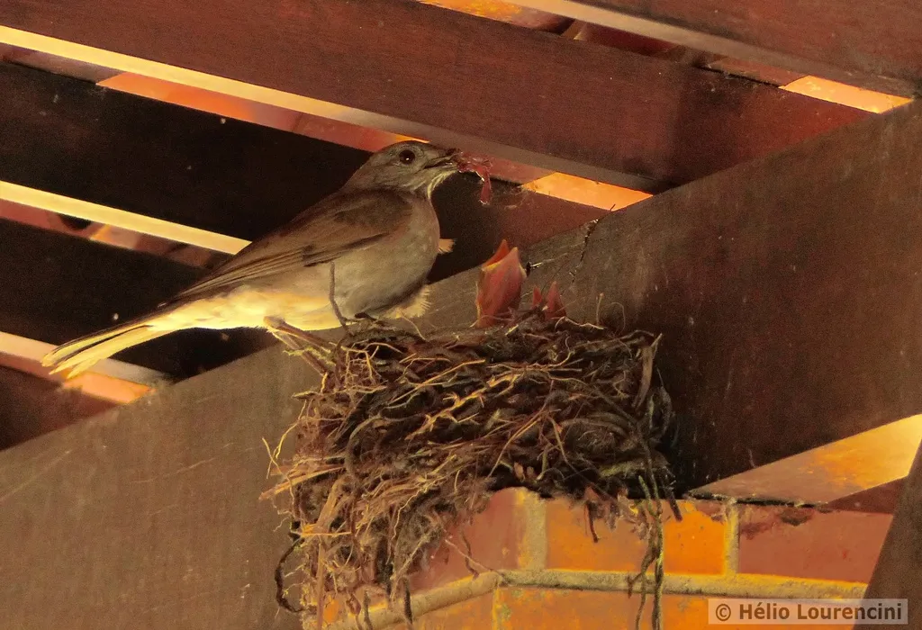 淡胸鸫(Turdus leucomelas)