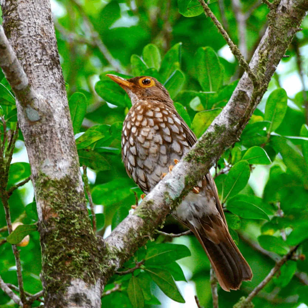林鸫(Turdus lherminieri)
