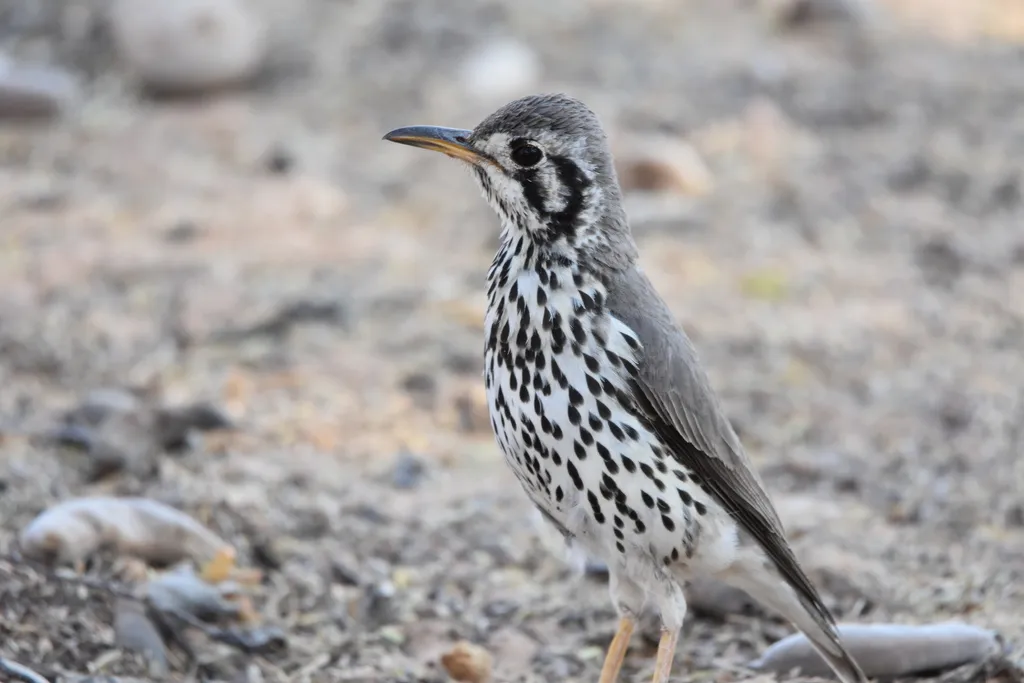 非洲地鸫(Turdus litsitsirupa)