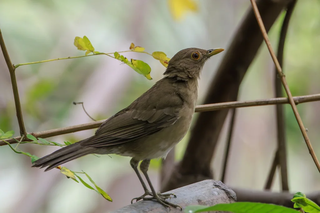 厄瓜多尔鸫(Turdus maculirostris)