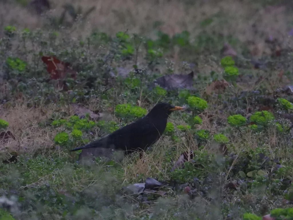 乌鸫(Turdus mandarinus)