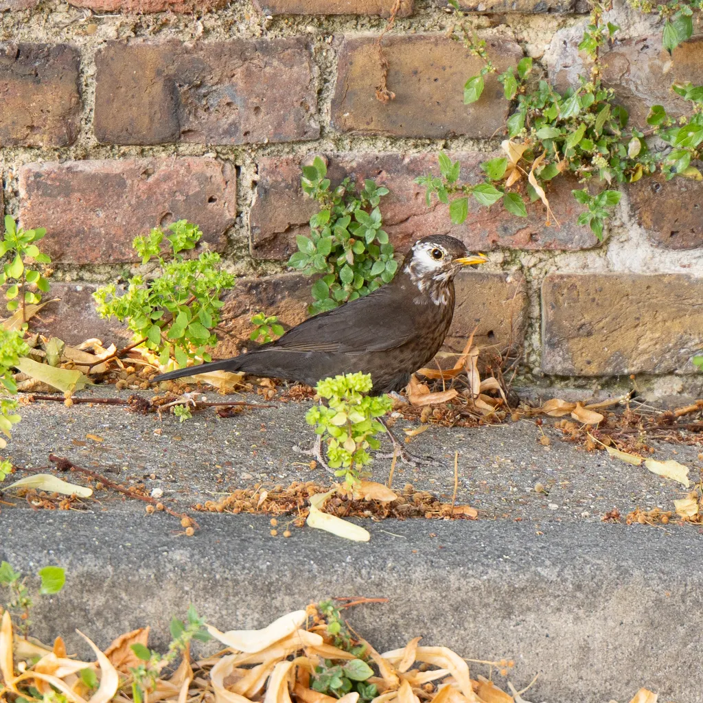 欧乌鸫(Turdus merula)