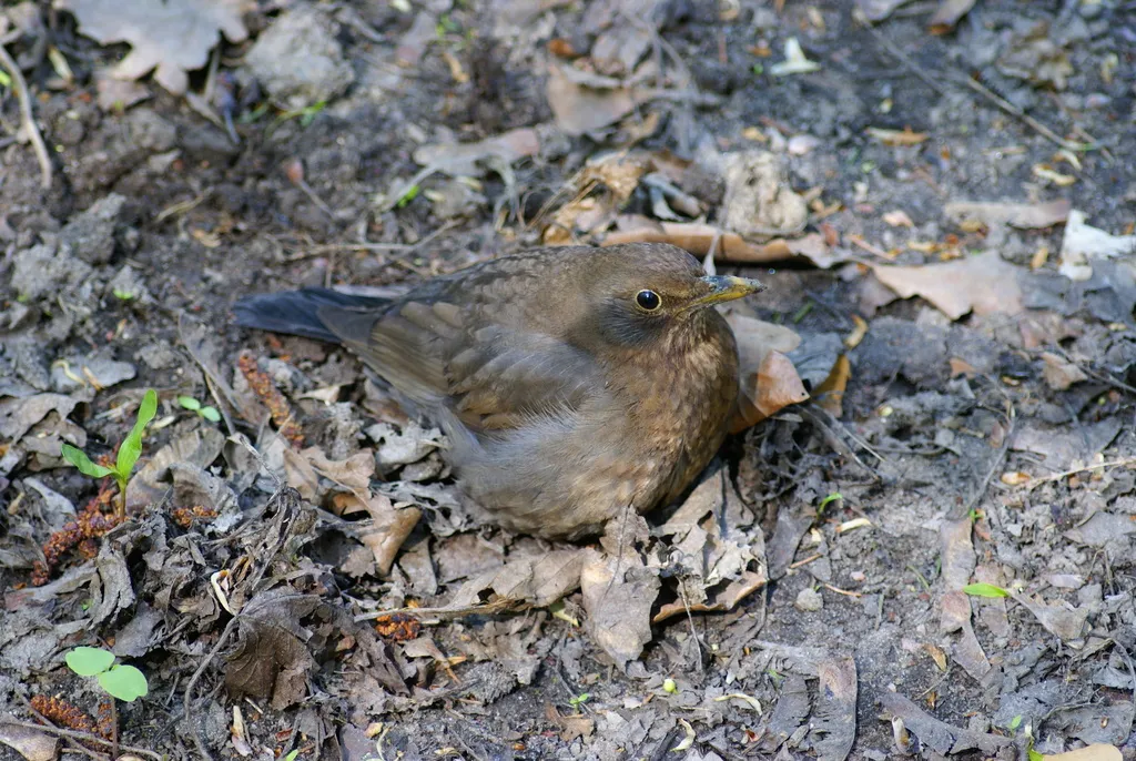 欧乌鸫(Turdus merula)