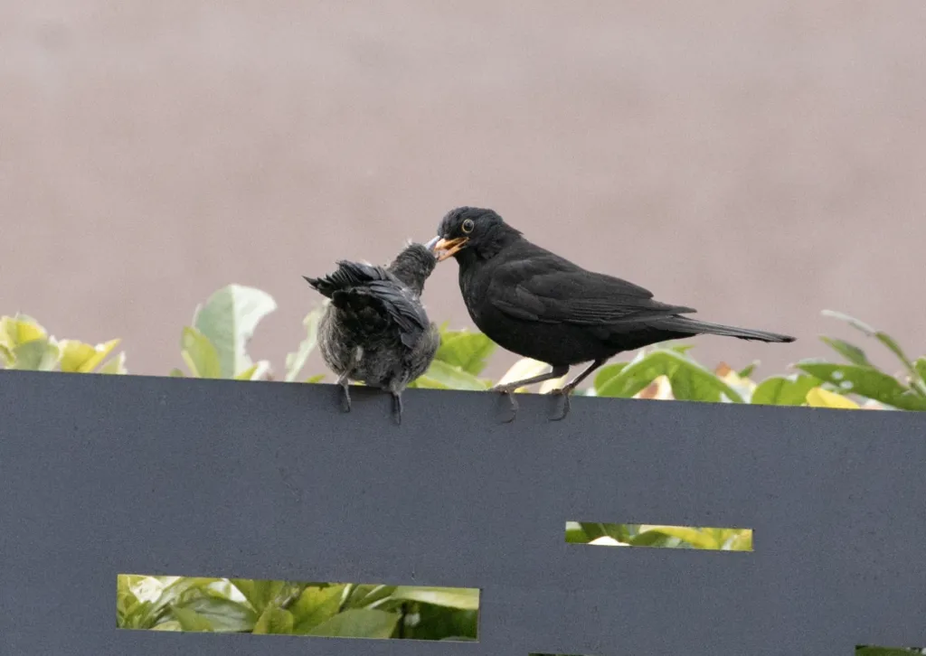 欧乌鸫(Turdus merula)