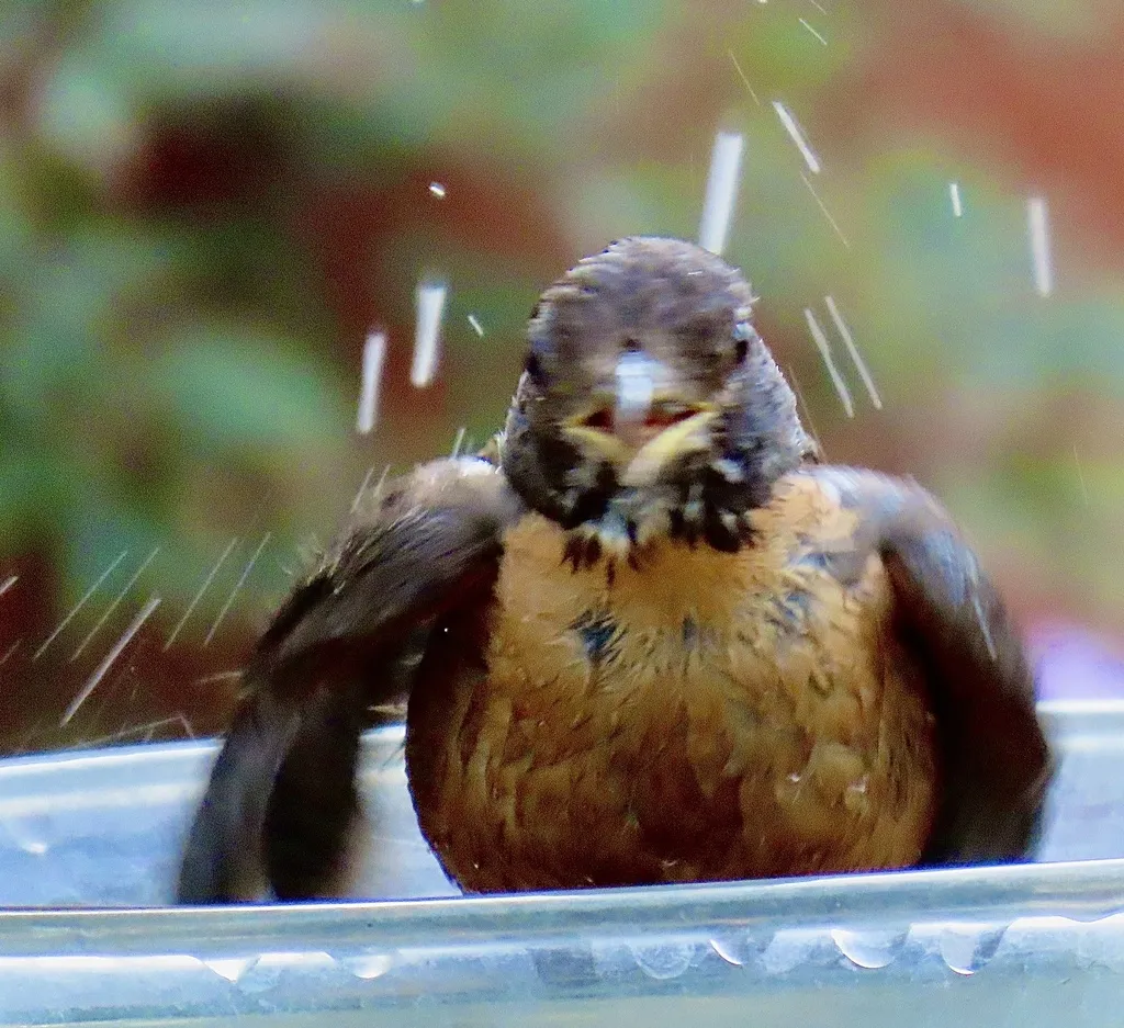 旅鸫(Turdus migratorius)